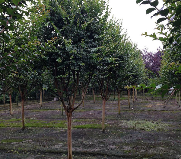 紫薇樹(shù)基地實(shí)拍