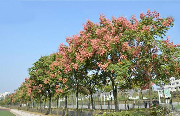 欒樹小苗8.jpg