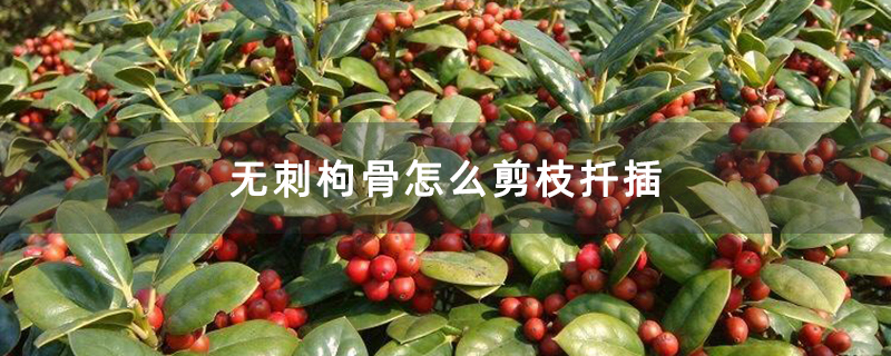 無刺枸骨怎么剪枝扦插