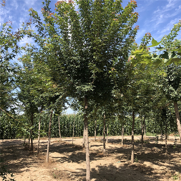 江蘇大型五角楓基地實(shí)拍圖