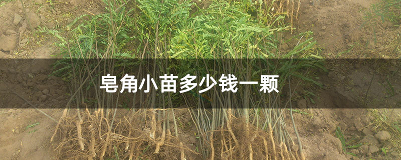 皂角小苗多少錢(qián)一顆