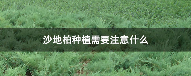 沙地柏種植需要注意什么