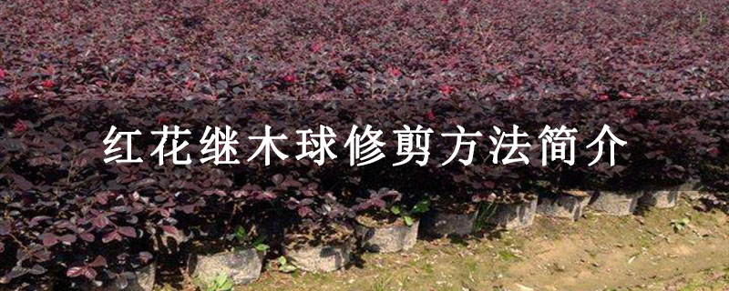 紅花繼木苗圃 紅花繼木苗圃