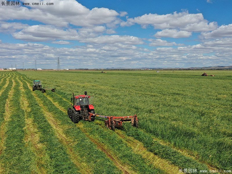 高產牧草大麥大面積種植豐收