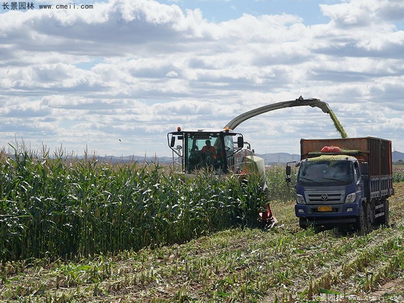 高產青貯牧草大麥機器收割存儲