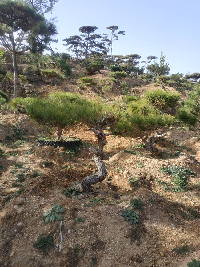 造型黑松價格