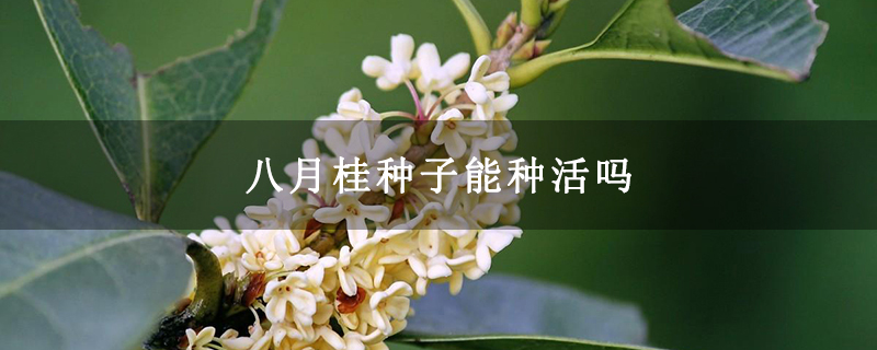 八月桂種子能種活嗎