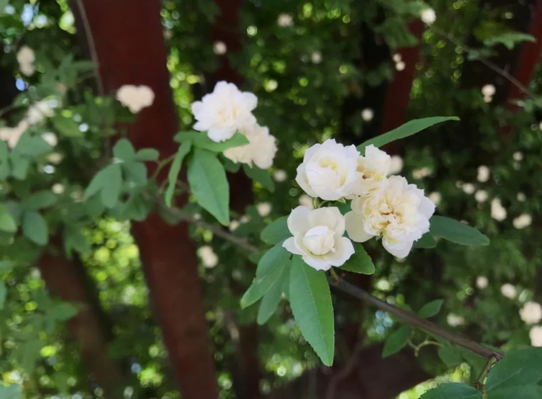 1672662563908369.jpg 微信圖片_20230102202843.jpg