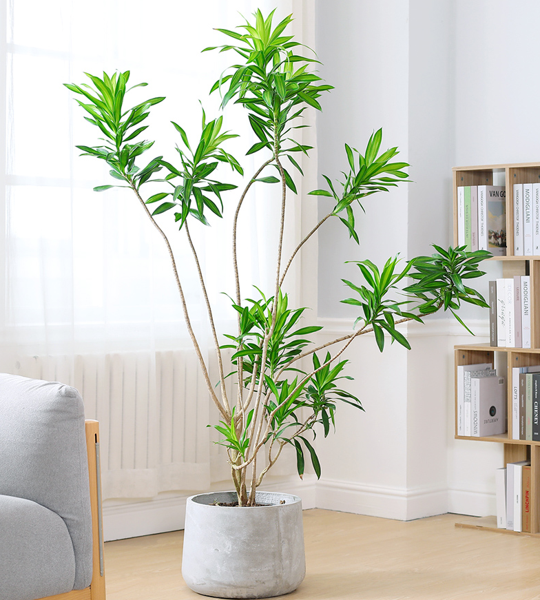 1673151403840357.png 百合竹2.png