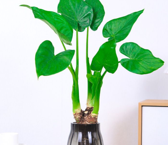 1673151420454975.png 滴水觀音.png