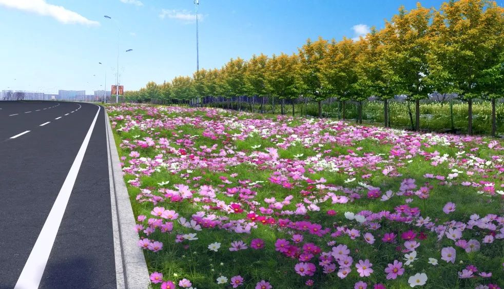 1673274058281492.jpg 波斯菊.jpg