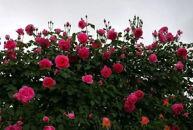 1673274227414213.jpg 微信圖片_20221126211553.jpg