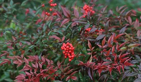 1673385409384267.jpg 微信圖片_20230111051536.jpg