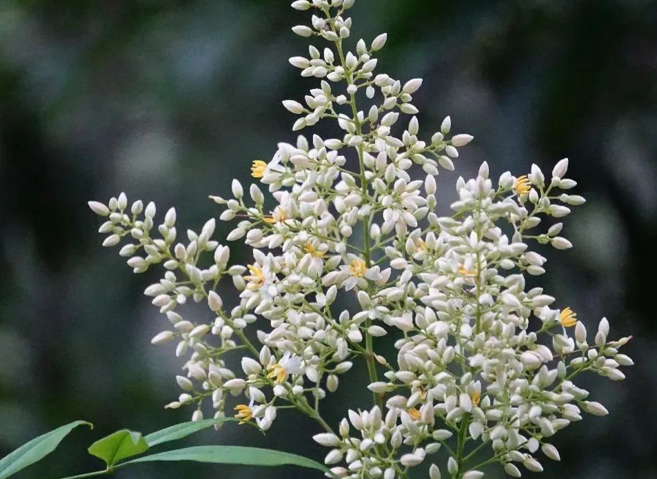 1673385427427300.jpg 微信圖片_20230111051549.jpg