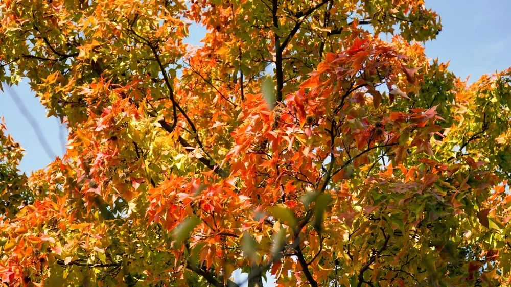 1673529996515988.jpg 微信圖片_20230107171435.jpg