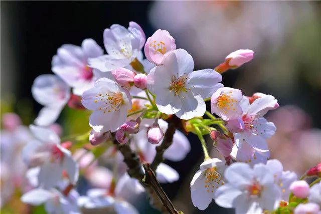 1673780731106838.jpg 染井吉野櫻.jpg