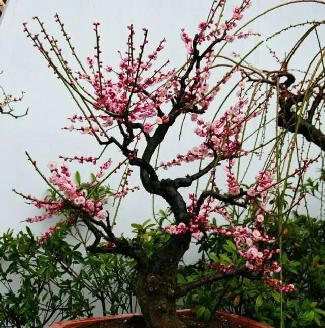 1673780805251567.jpg 微信圖片_20221120163422.jpg