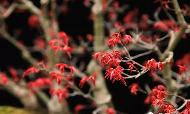 1674482825821084.jpg 紅猩猩.jpg