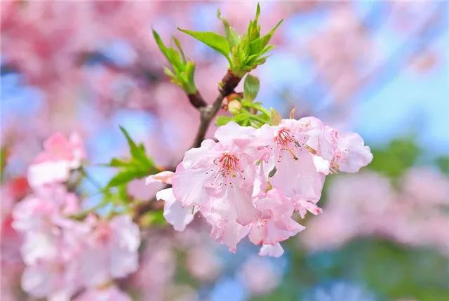 1674483398904859.jpg 雛菊櫻.jpg