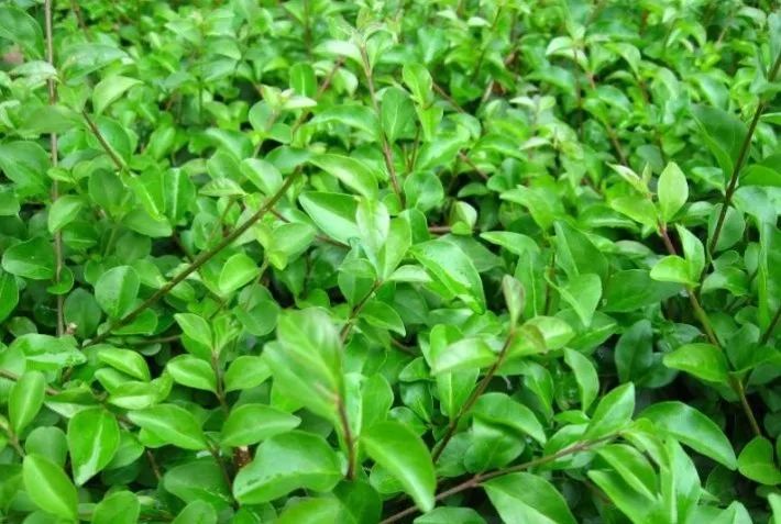 1674486368827177.jpg 微信圖片_20221128205647.jpg