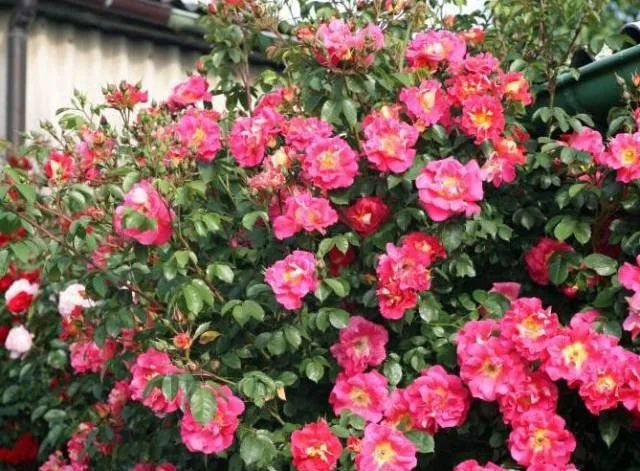 1675197312731936.jpg 微信圖片_20230108121936.jpg