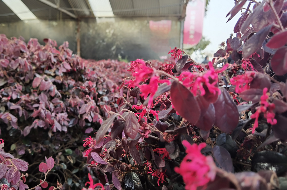 1675197536783536.png 微信圖片_20230201043806.png