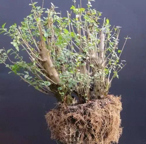 1675289501668310.jpg 微信圖片_20230106060000.jpg