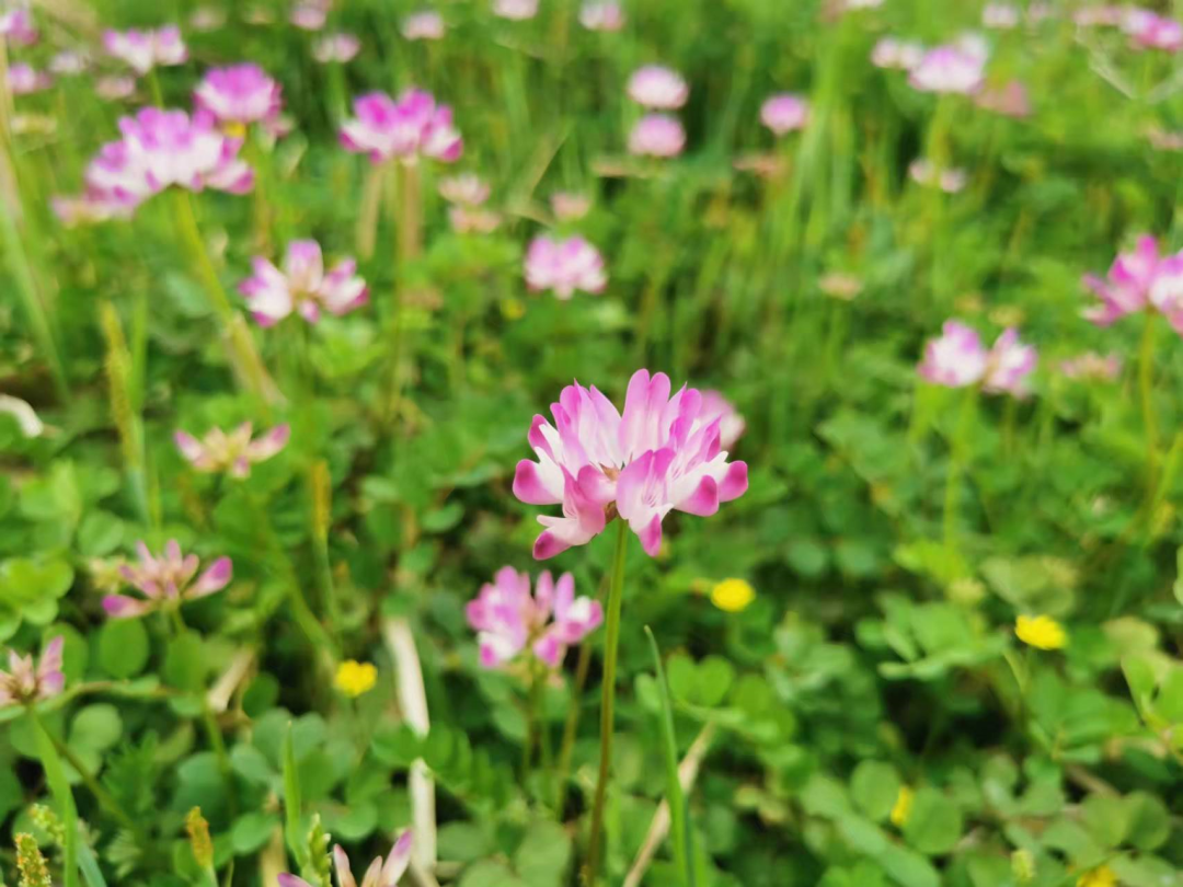 1675291938359153.png 微信圖片_20220926233719.png