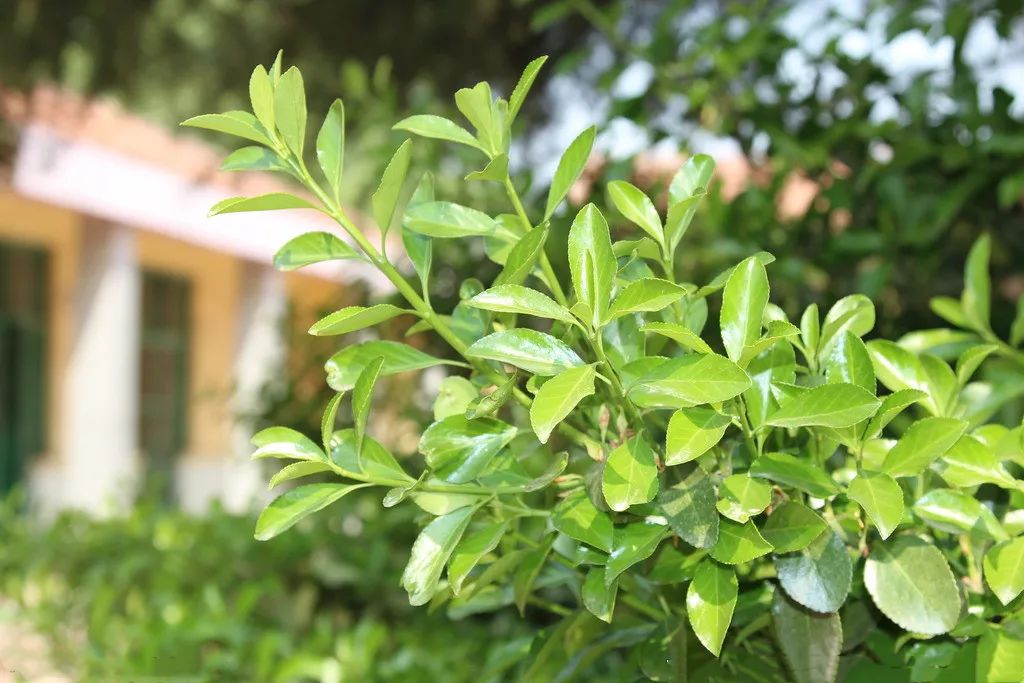 1675701888336645.jpg 微信圖片_20230110211821.jpg