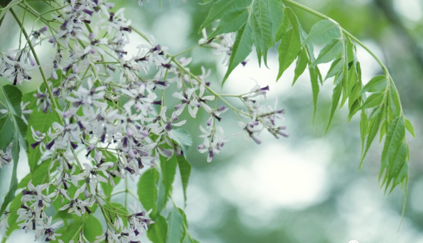 1676039159770460.png 微信圖片_20221023220239.png