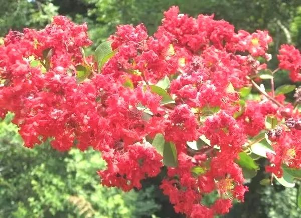 1676582243223888.jpg 紅火箭3.jpg