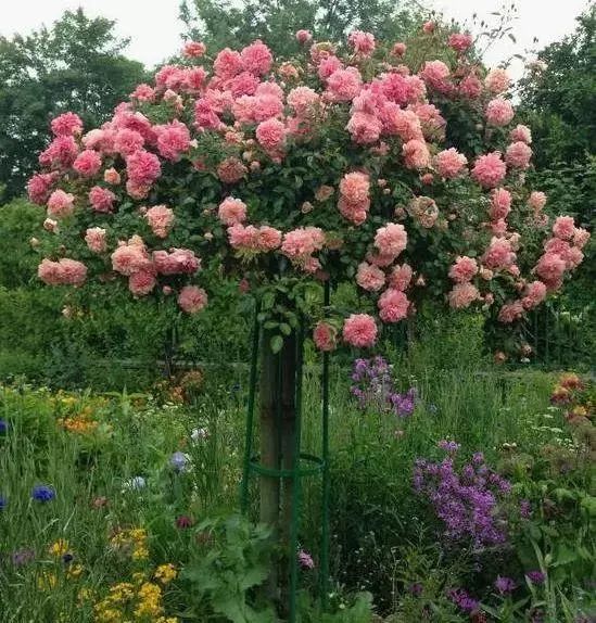 1676582471776074.jpg 微信圖片_20230211070240.jpg