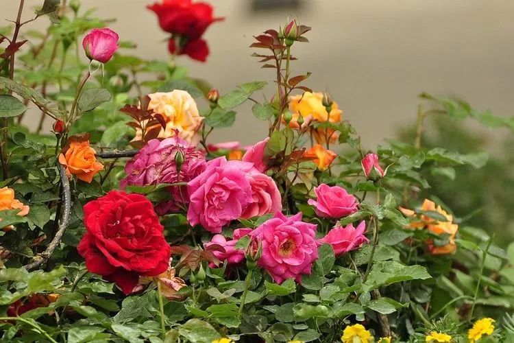 1676640164917434.jpg 微信圖片_20221126211636.jpg