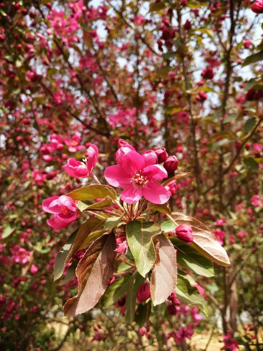 1676643474421732.jpg 北美海棠2.jpg