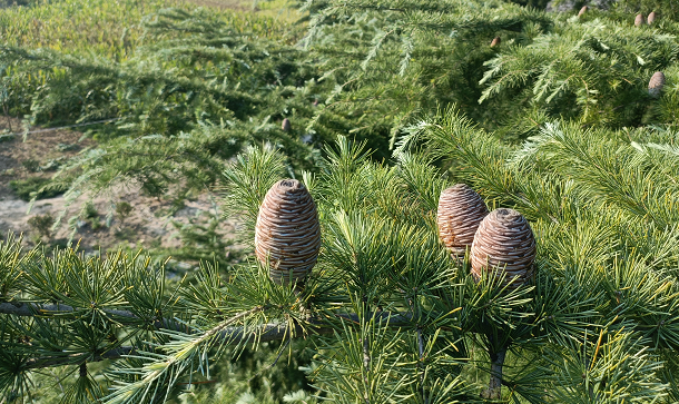 1676643549219291.png 微信圖片_20230111235410.png