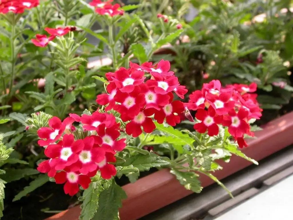 1676893426838970.jpg 微信圖片_20230220194232.jpg