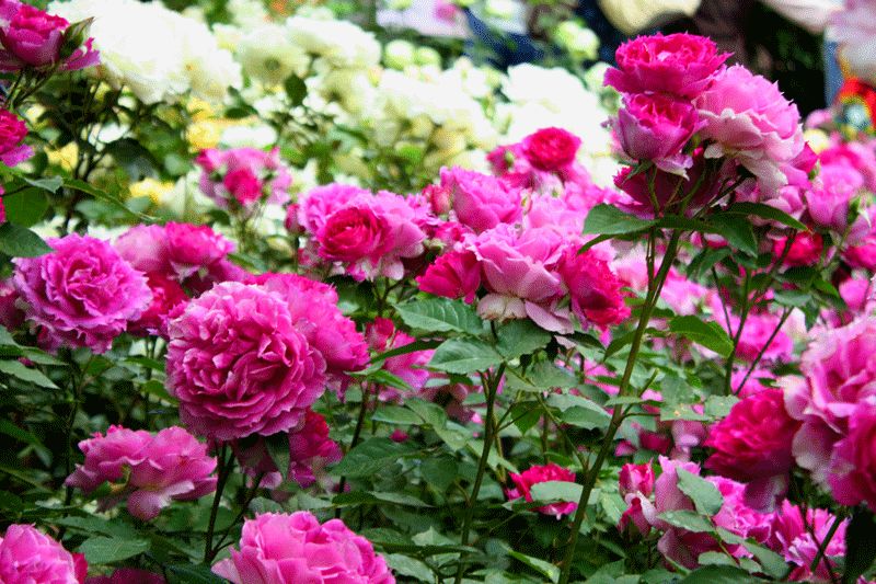 1676895515631089.jpg 粉色豐花月季1.jpg