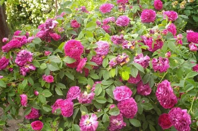 1676895538171458.jpg 微信圖片_20230108122003.jpg