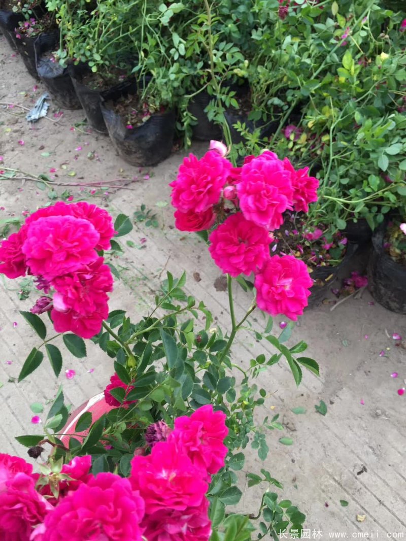 紅花薔薇苗圖片 紅花薔薇苗圖片