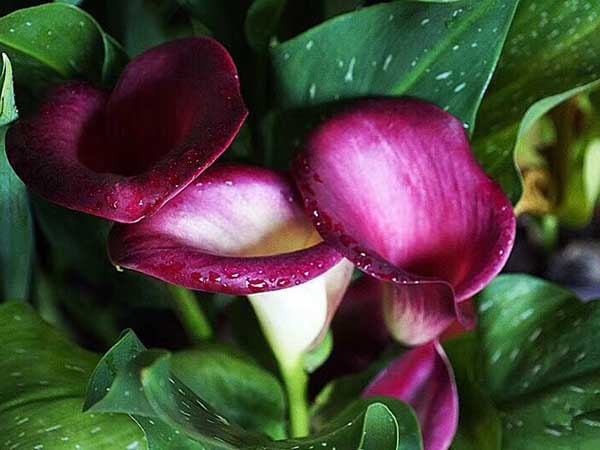 1712816158121015.jpg 1-1PZ111160J49.jpg