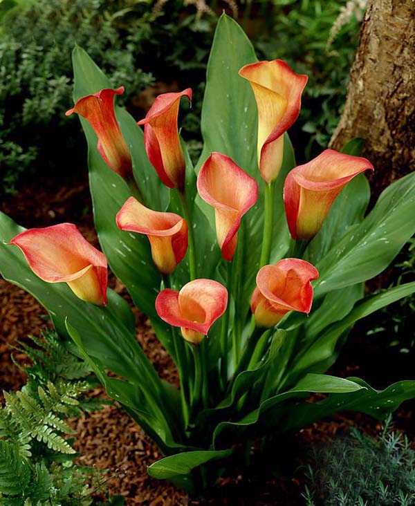 1712816172729031.jpg 1-1PZ111161IU.jpg