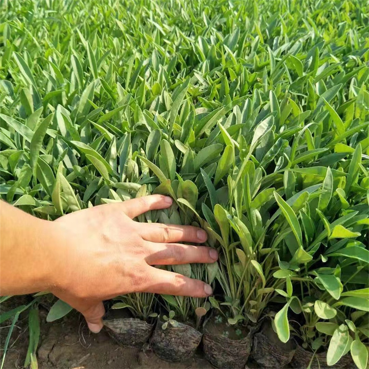 1712889606520385.jpg 1685494699230017.jpg