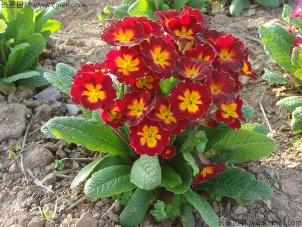 1712889787219944.jpg 1-1FF9102F93K.jpg