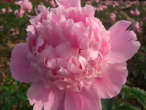 1712901760770165.jpg 1-1P911092146333.JPG