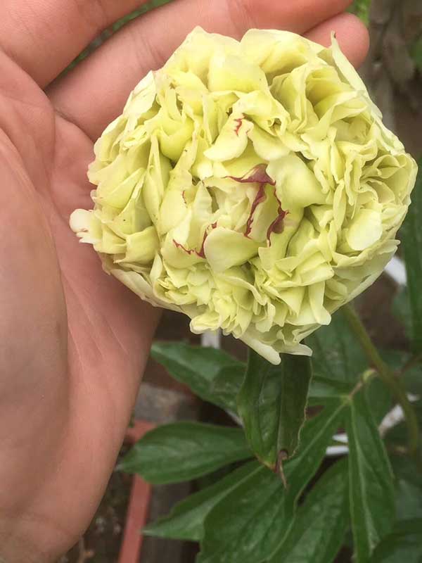 1712901766876759.jpg 1-1P9110921505M.JPG