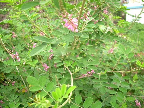 1713169388546019.jpg 1-1F509210511X3.jpg