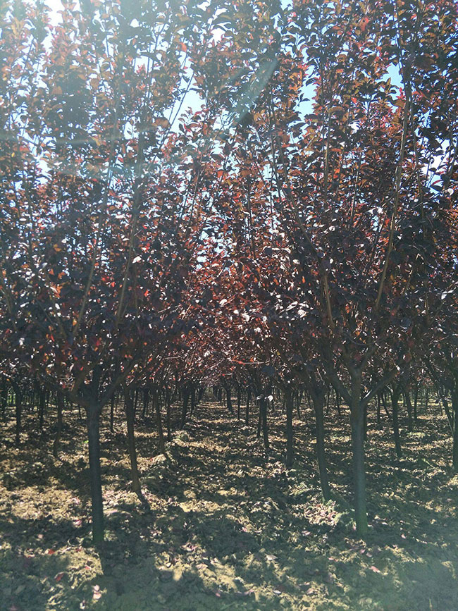 紅葉李怎么育苗?紅葉李的育苗方法 紅葉李怎么育苗?紅葉李的育苗方法