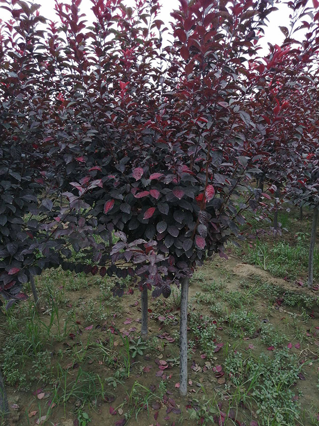 紅葉李種植應(yīng)注意什么?紅葉李種植時(shí)間及管理 紅葉李種植應(yīng)注意什么?紅葉李種植時(shí)間及管理