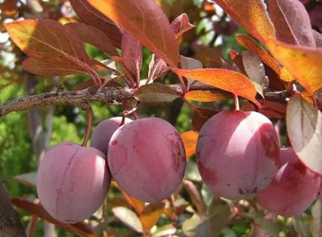 紅葉李種植應(yīng)注意什么?紅葉李種植時(shí)間及管理 紅葉李種植應(yīng)注意什么?紅葉李種植時(shí)間及管理