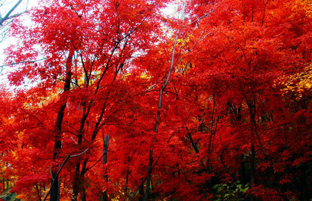 美國紅楓3.jpg